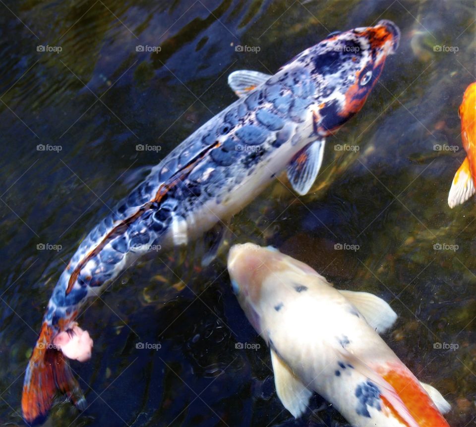 koi fish in pond