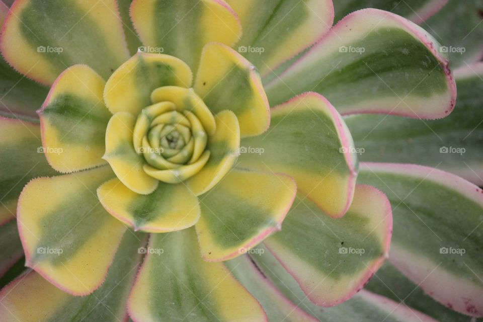 Succulent flower of California  
