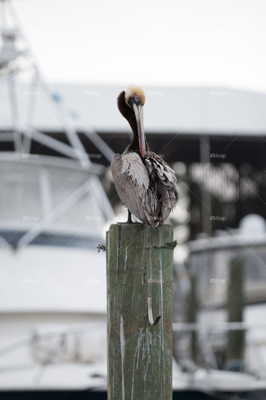 Bird, Nature, No Person, Water, Outdoors