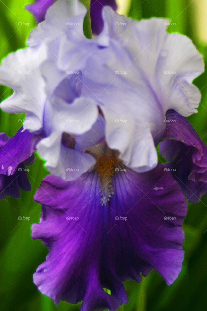 Iris