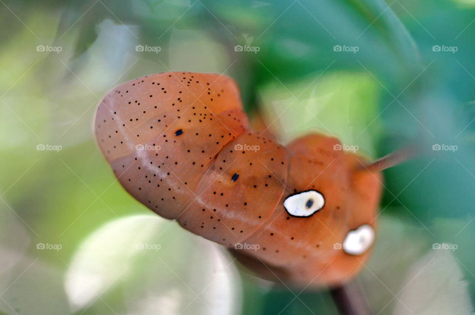 Pandora Sphinx Moth Caterpillar