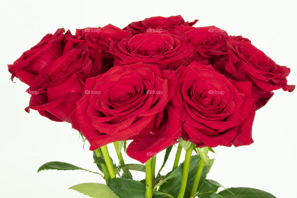 Bunch of red roses on white background