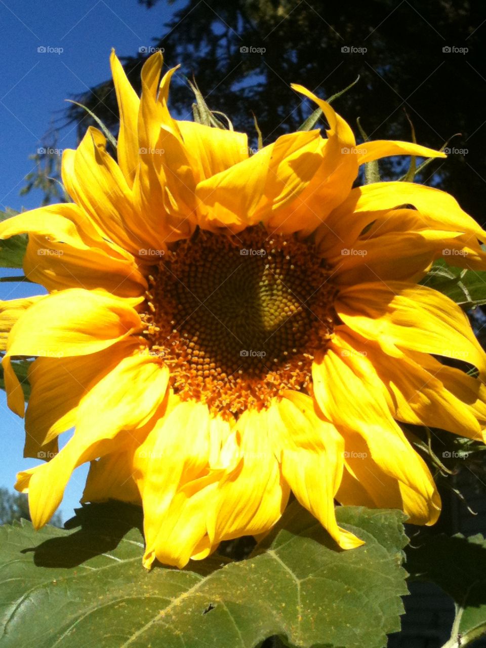 Sunflower in bloom 