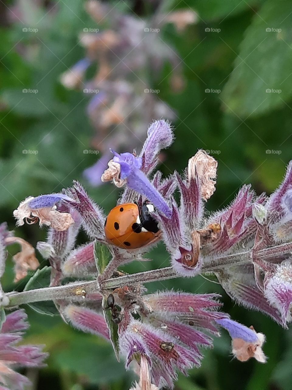 red ladybug among  blue catnip flowers