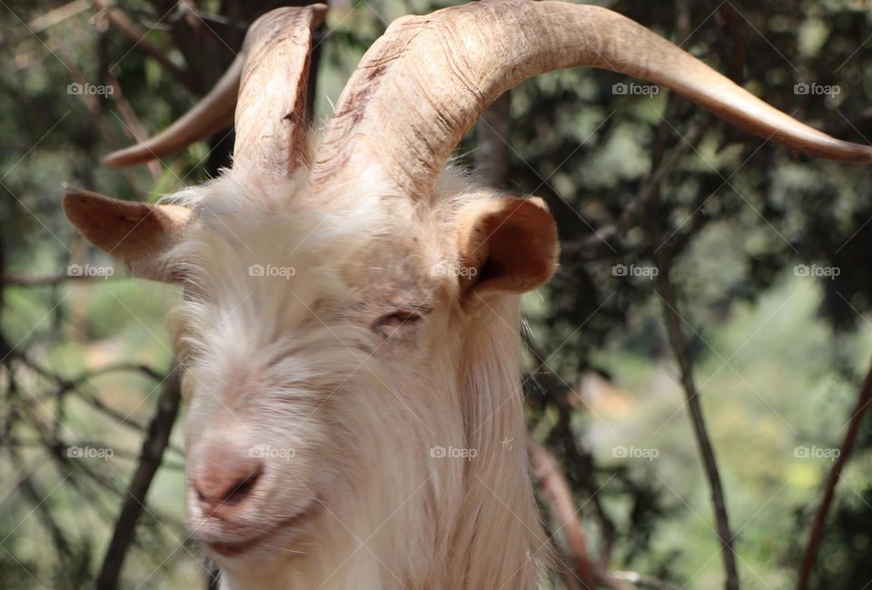 happy goat