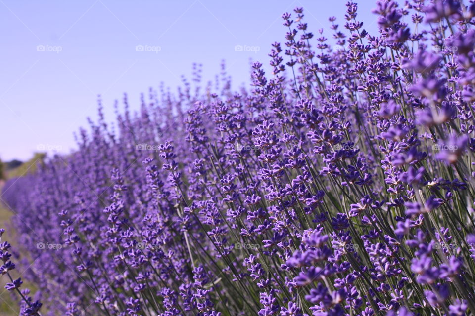 Lavender in bloom