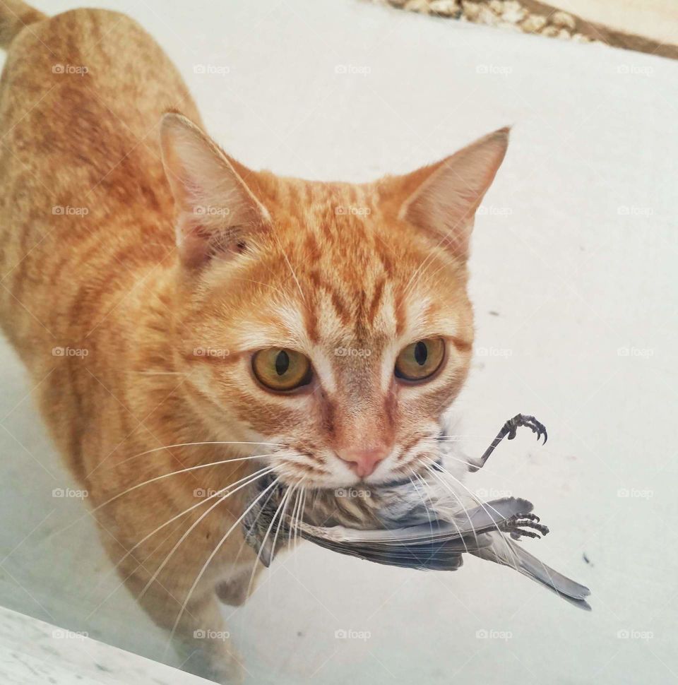 Cat, Cute, Fur, Animal, Pet