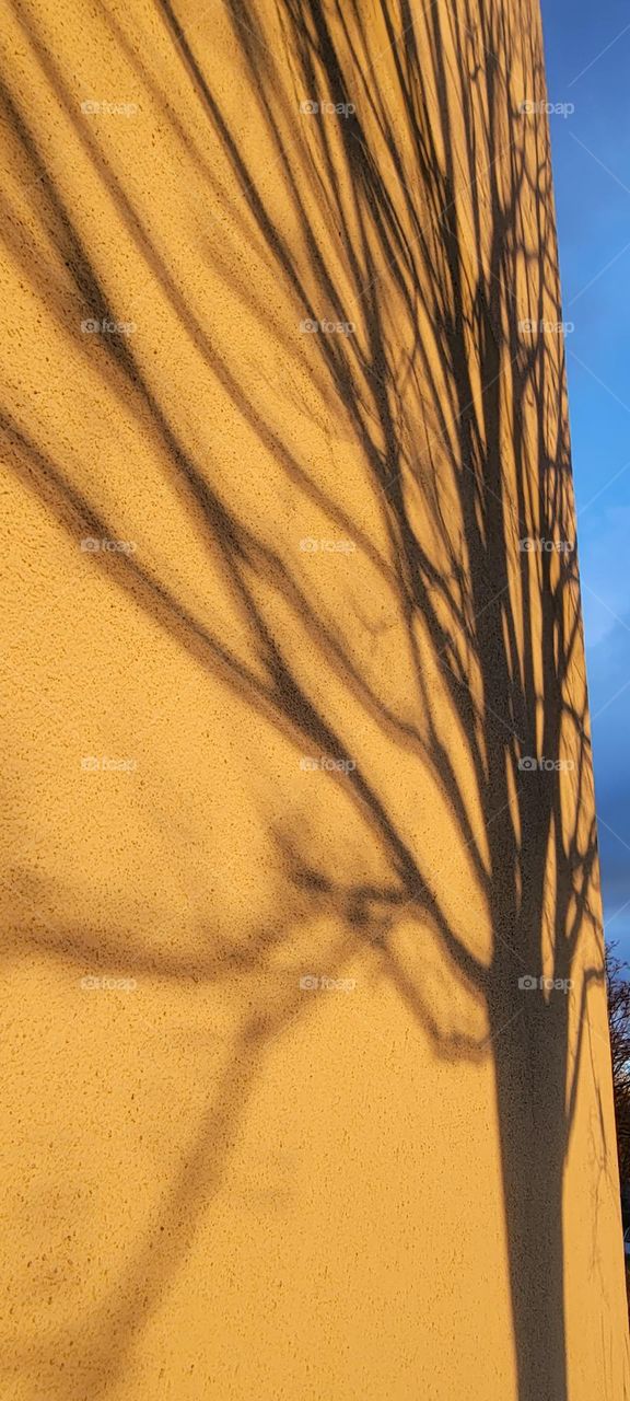 Tree shadow