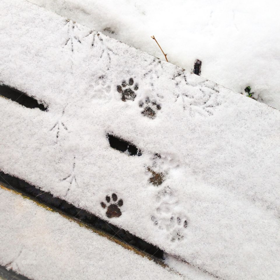 bird print and paw print