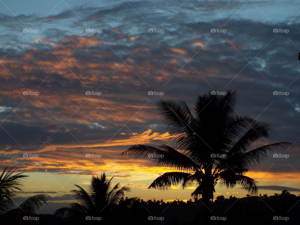 Sunset palms