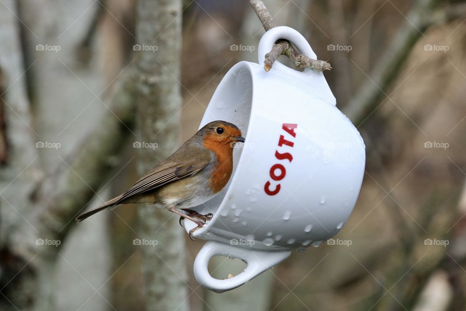 Robin in costa order coffe 😂