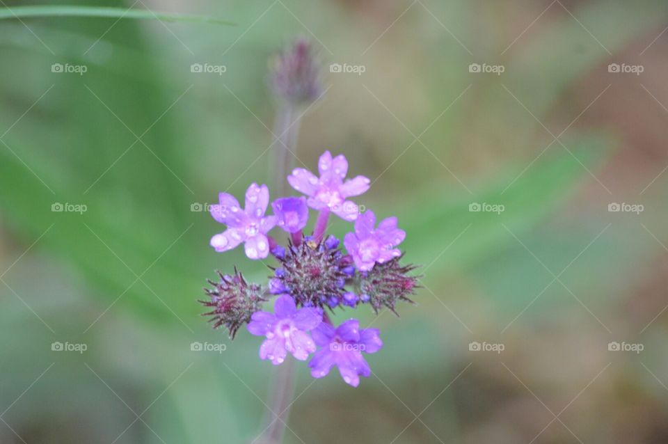 wildflowers