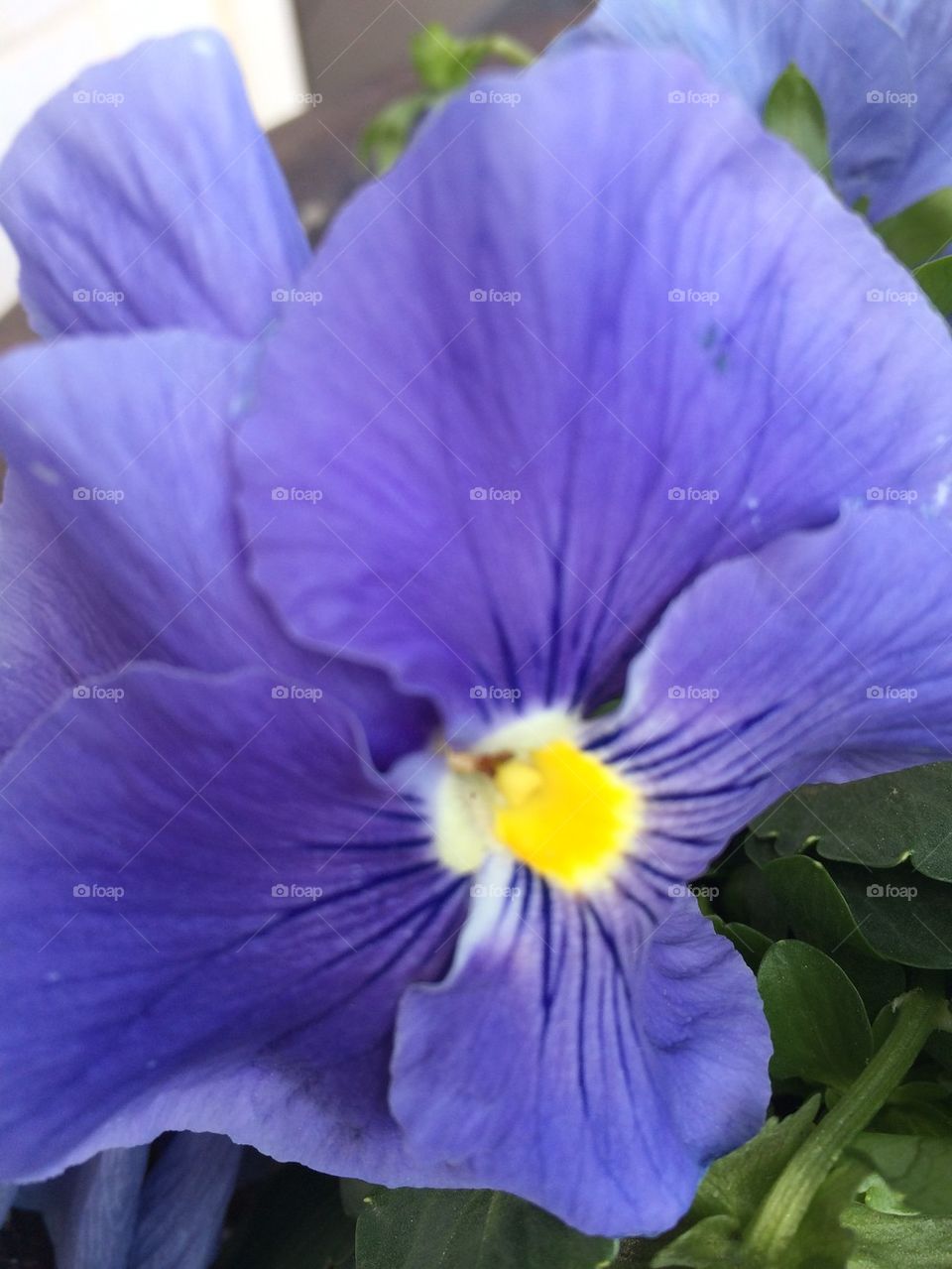 Pansy