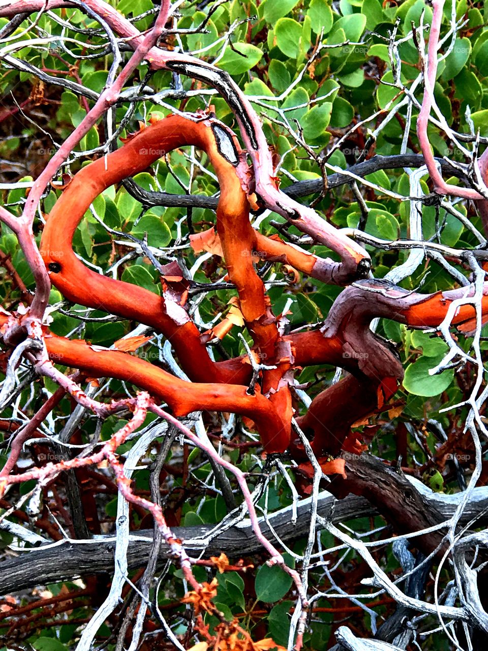 Manzanita tree