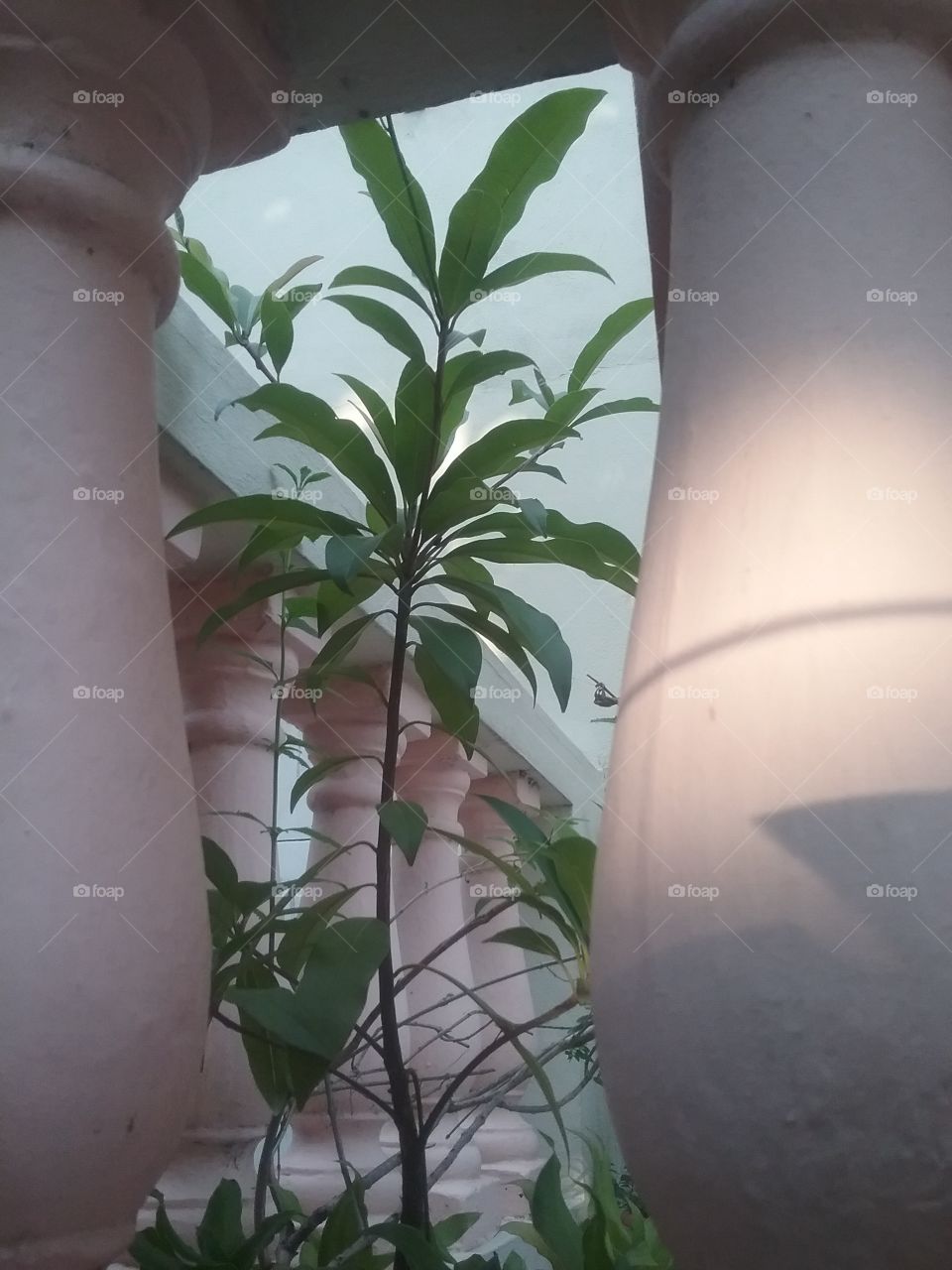 plant caught between pillars