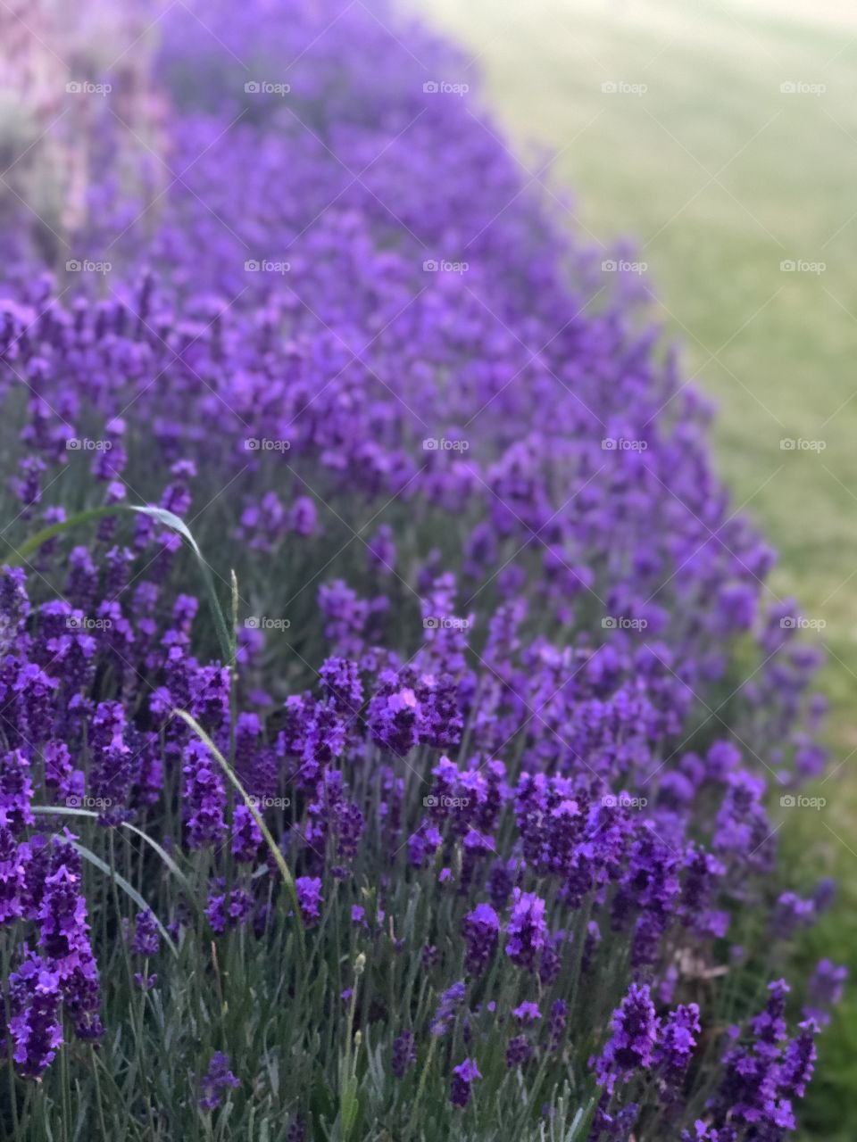 Lavenders blossoming