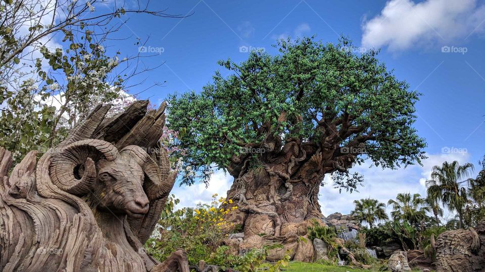 The Tree of Life at Animal Kingdom