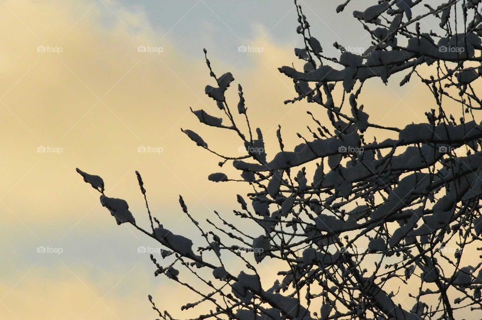 Winter tree in sunset