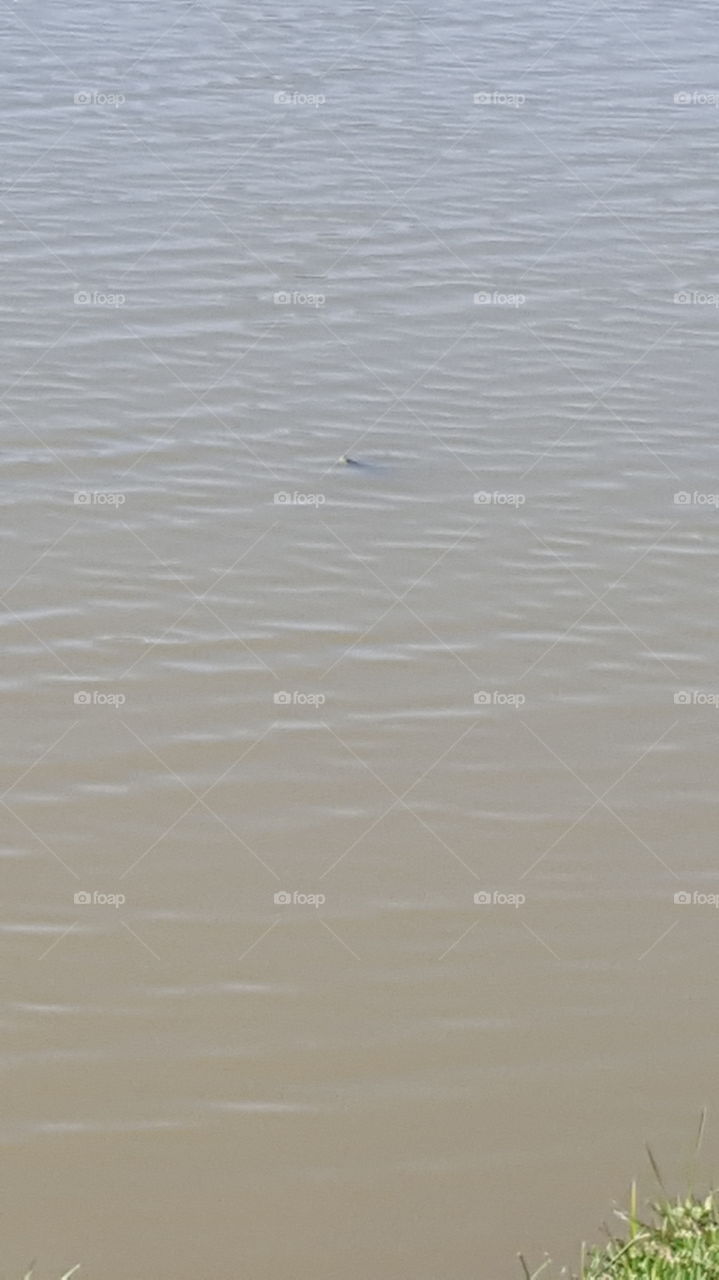 snake in the water