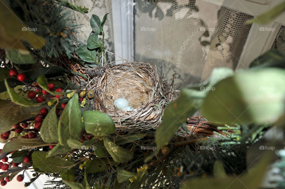 House Finch Nest with Eggs