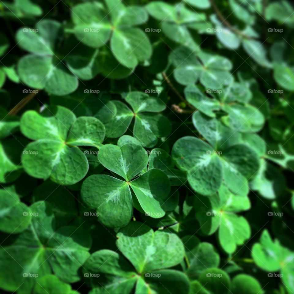 Clover