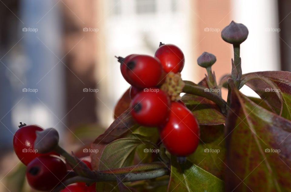 Red berries, leaves, branches, building, building