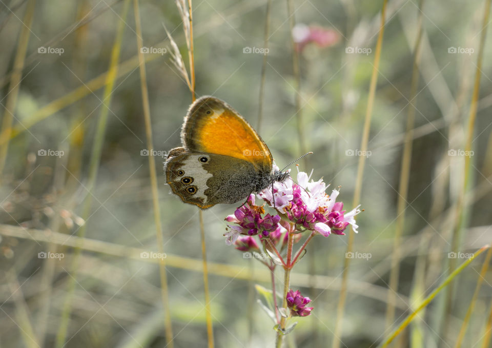 Butterfly on flower in the garden, close up