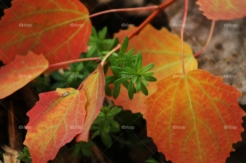 Autumn branch