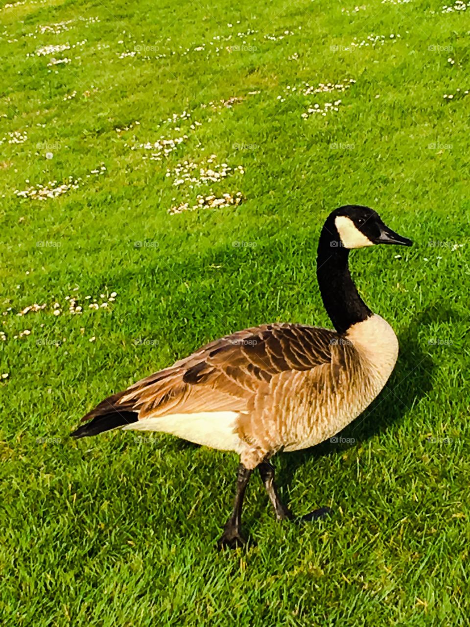 Canadian Goose 