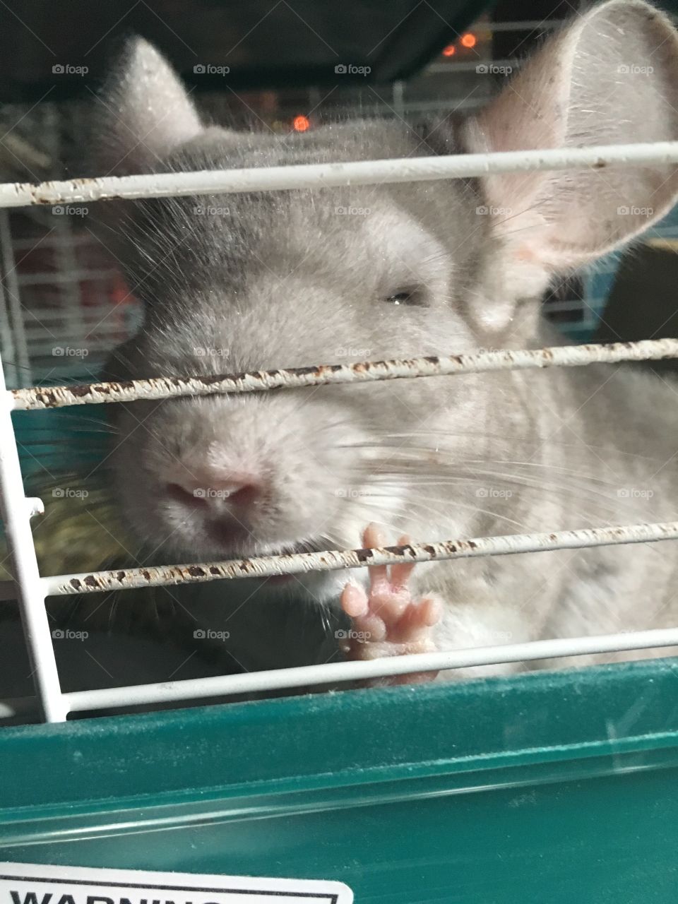 Chinchilla trying to say hello