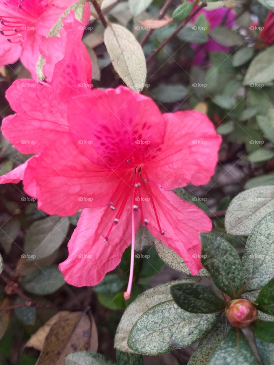 red azalea