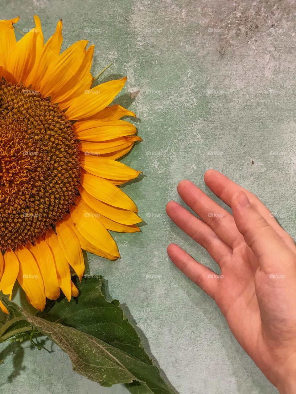 Sunflower and hand