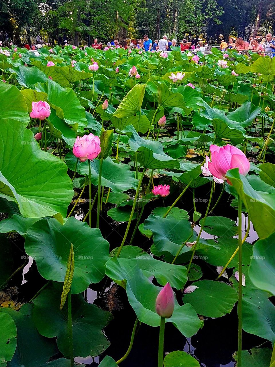 the lake with water lilies at Baile Felix