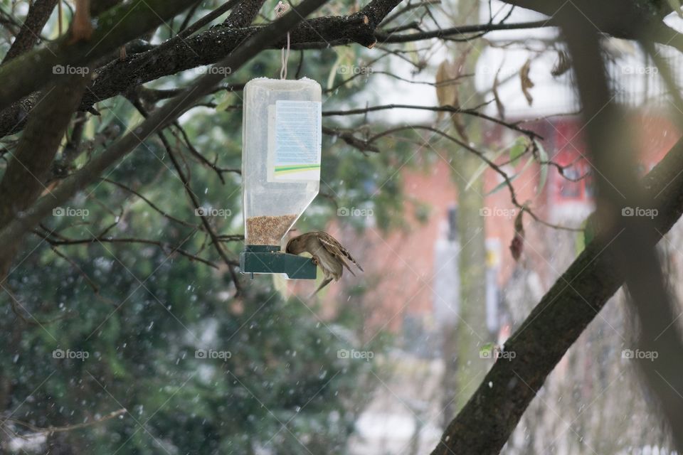 Sparrow in feeder during snowfall in winter. Slovakia