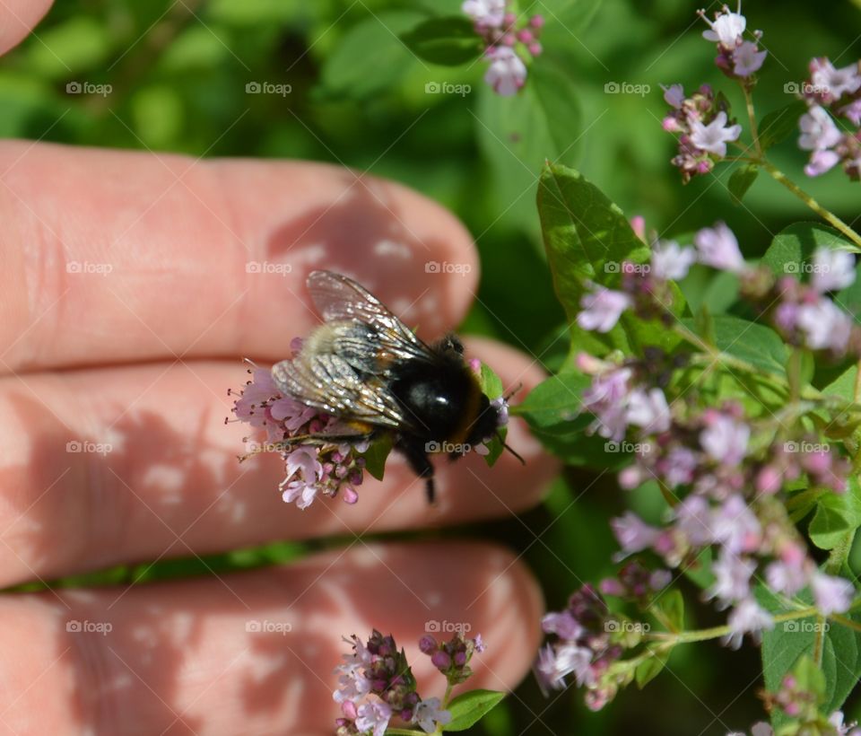 bumblebee