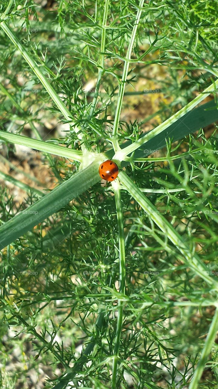 Ladybird on Fennel . Seen on a lovely Spring morning walk.