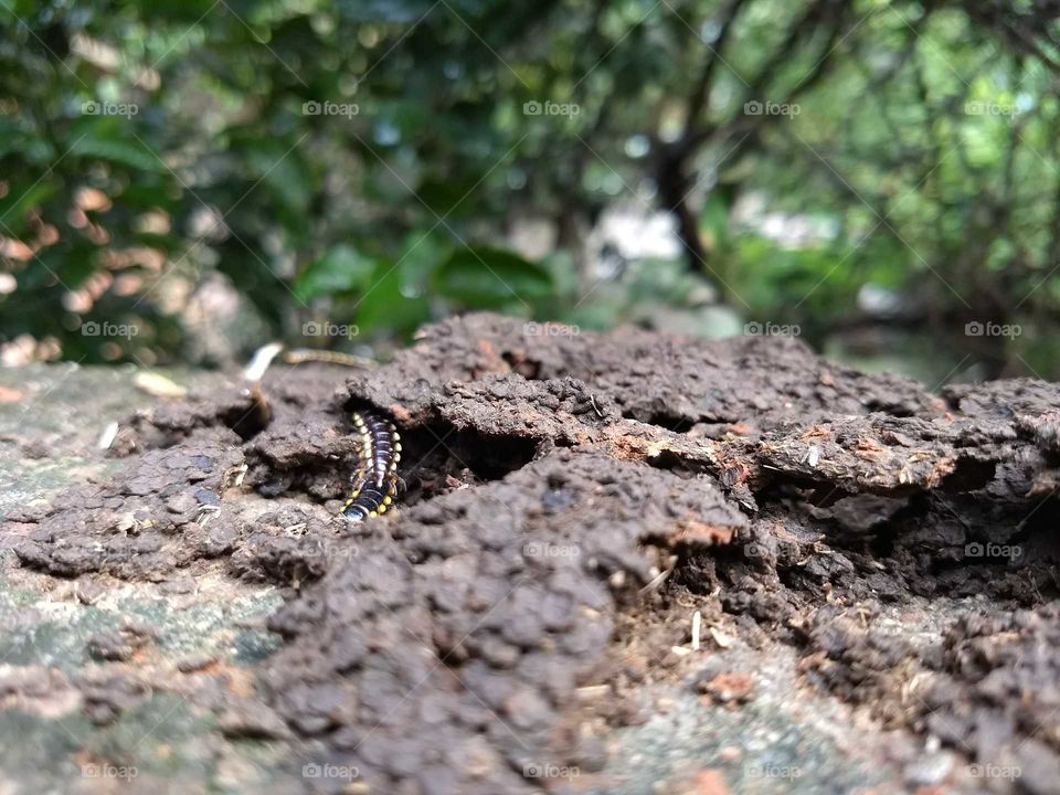 Indian insects