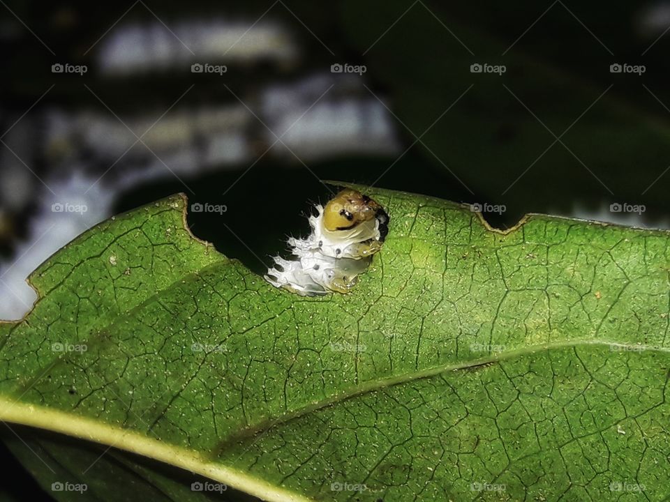 Caterpillar eating leaf