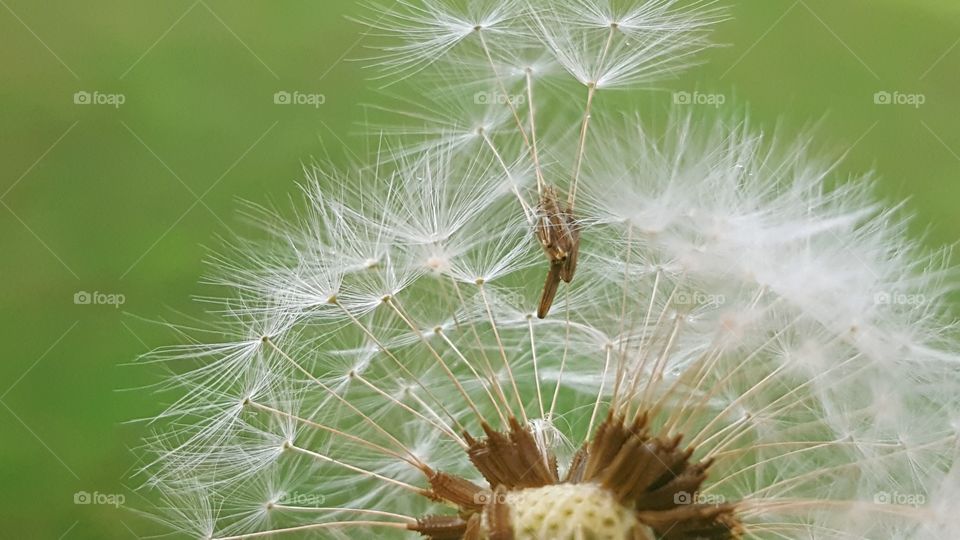 Flying dandelion, make a wish