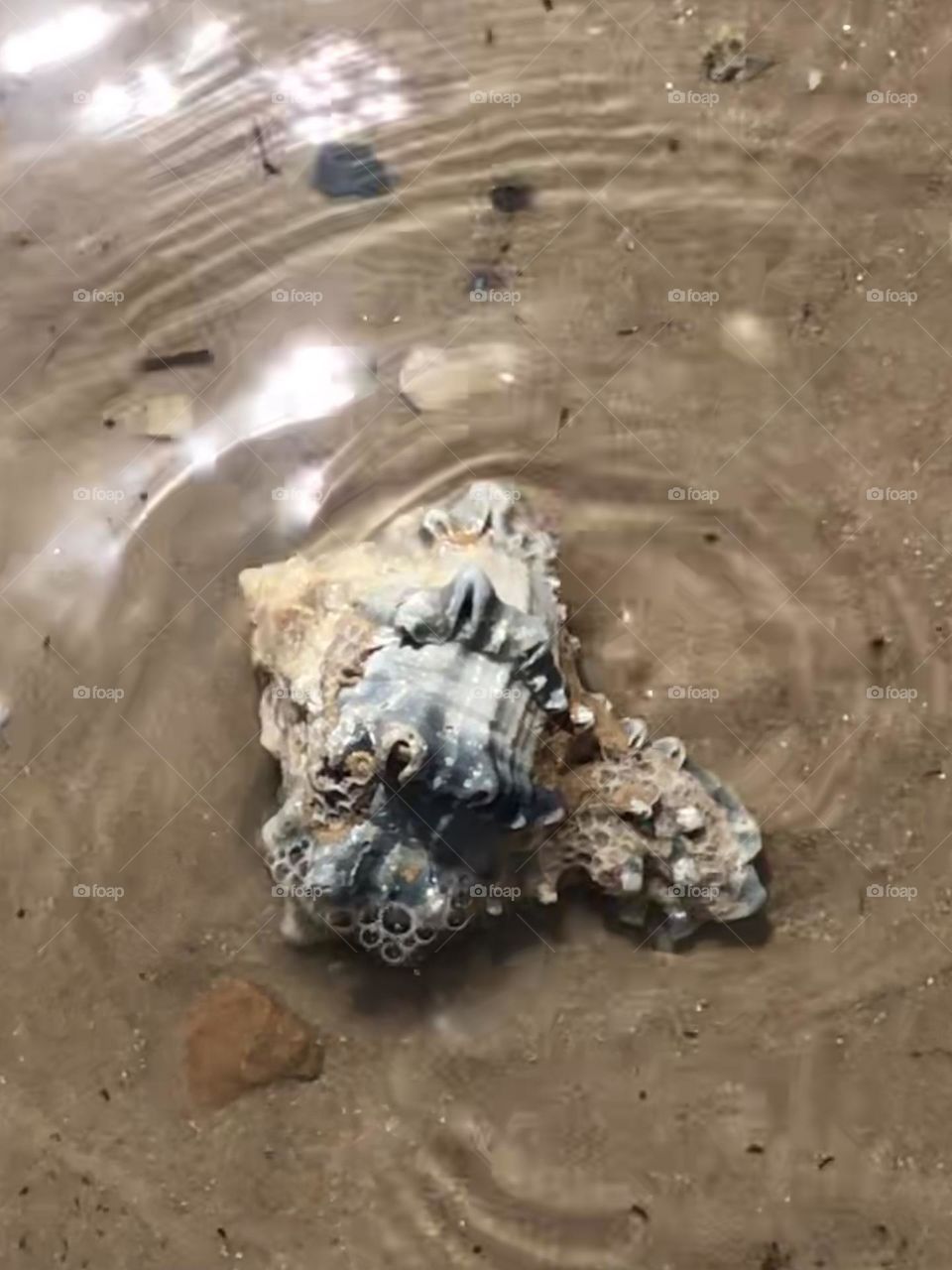 Actually found a pretty shell at Matagorda- it’s tough to find anything while down there! 