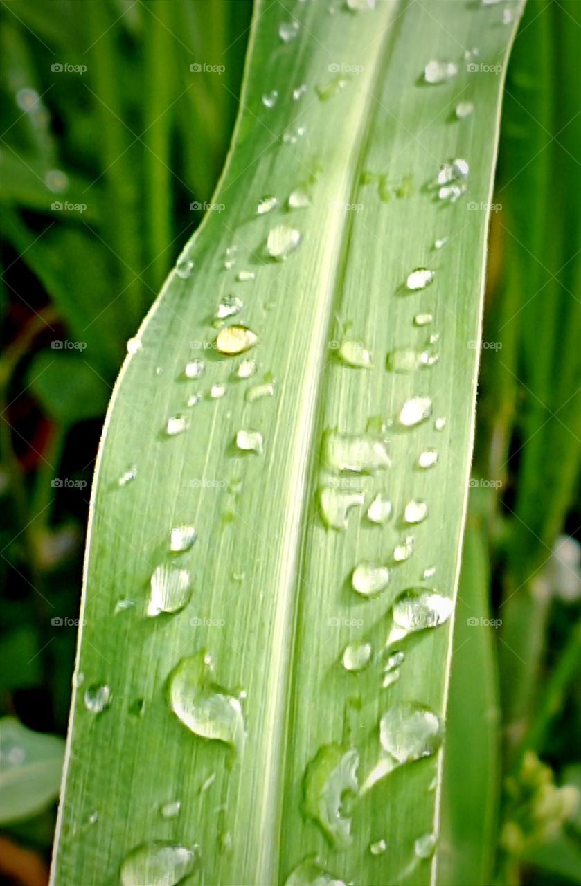 Morning dew on the grass...