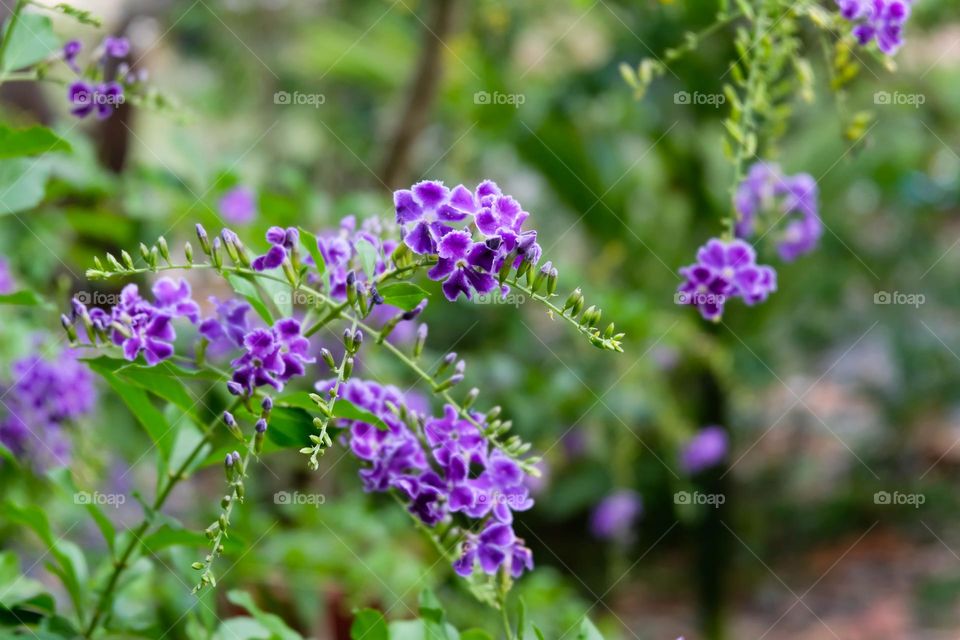 beauty purple flower tree