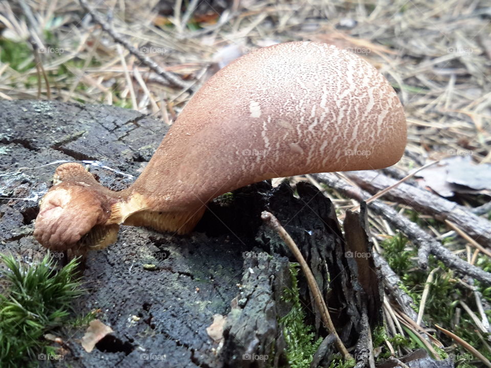 Mushroom in the summer forest. Zielona Góra. Poland
