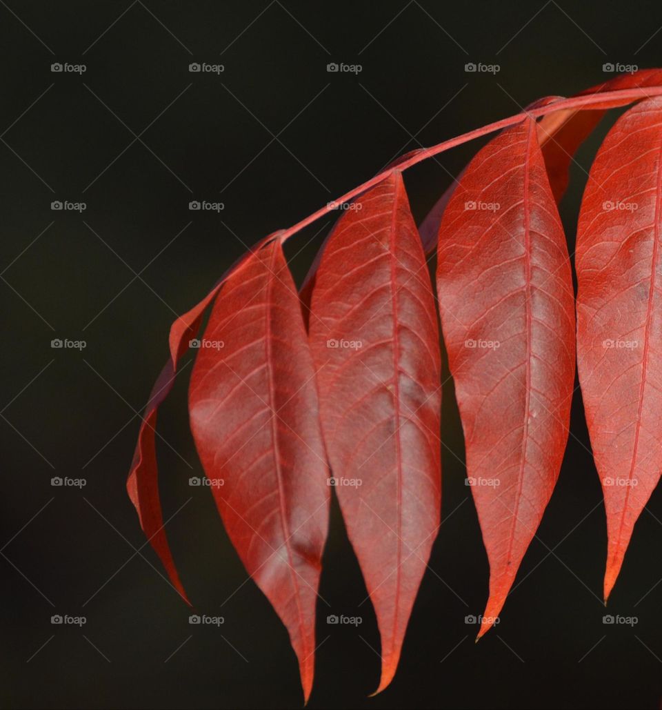 close up of red colored fall leaves with a black background