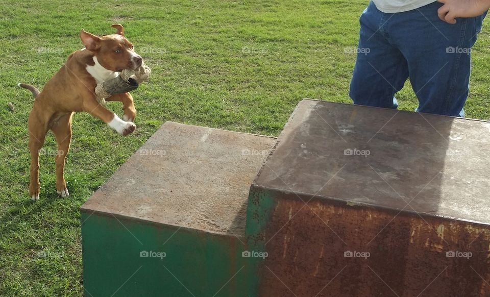 A young puppy dog with a rope bone in her mouth runs towards a metal box to jump on it with a man looking on with the green grass of spring