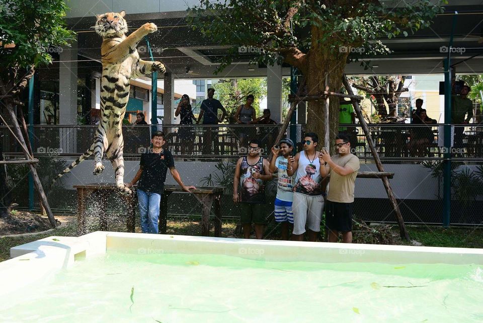 Tiger park, Thailand