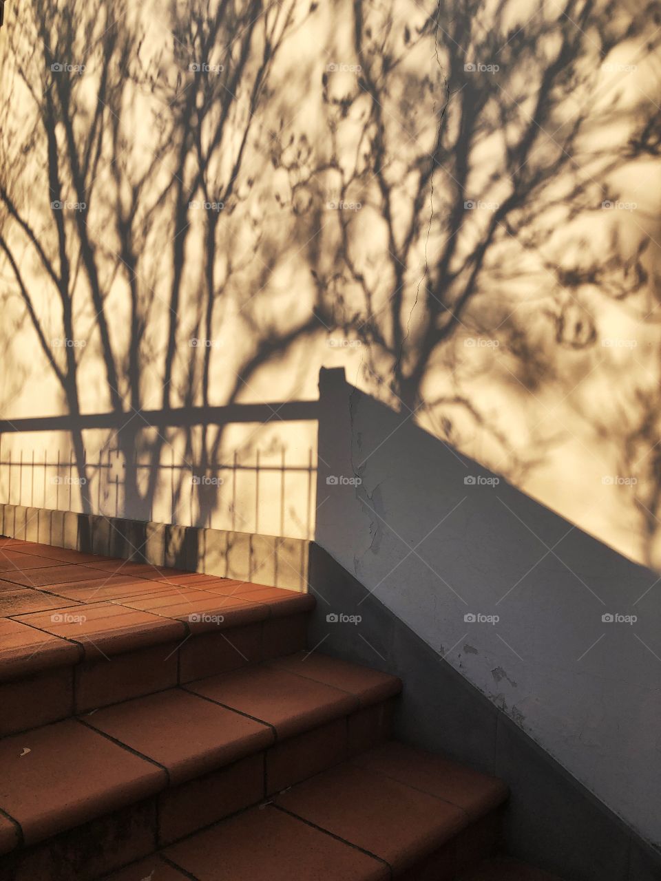 Shadow of trees and railing on balcony wall 