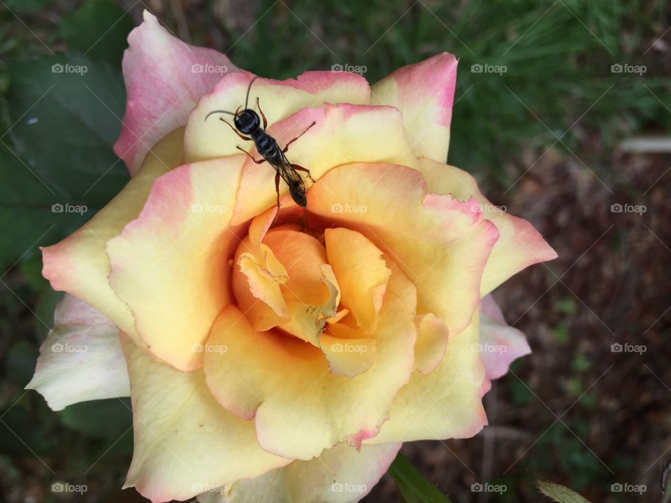 Yellow rose with ant