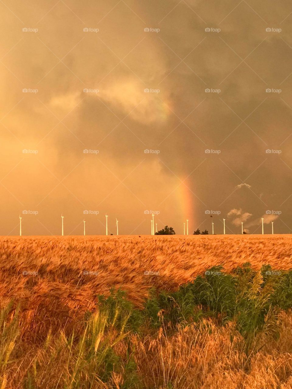 Kansas wheat fields blowing in the wind with a rainbow in the sky