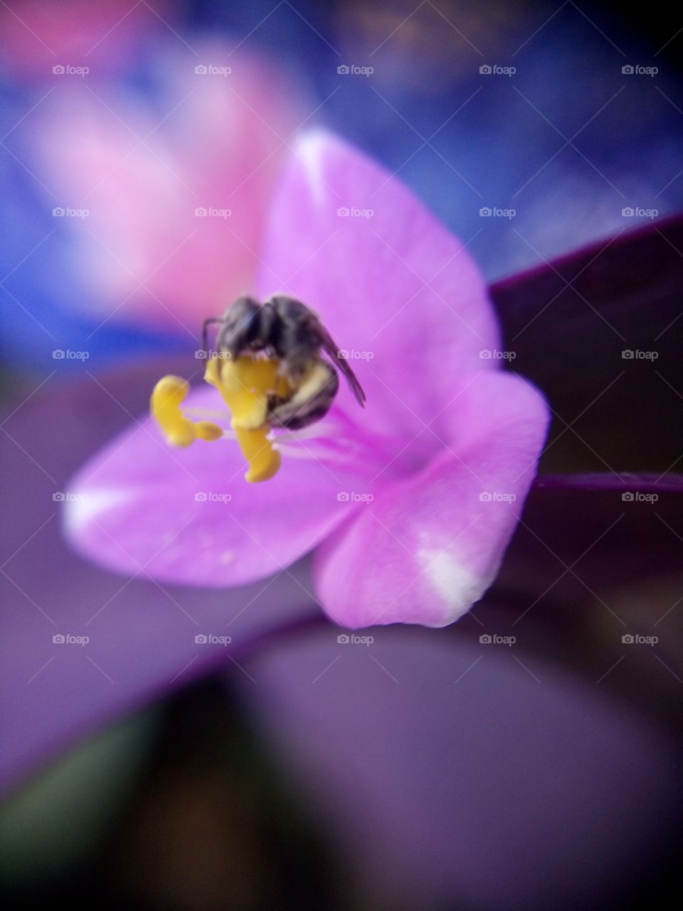 pink flower bee on top
